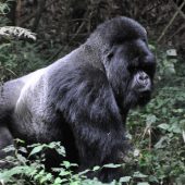  Munyinya, Silverback Gorilla, Aggitated (Rwanda)